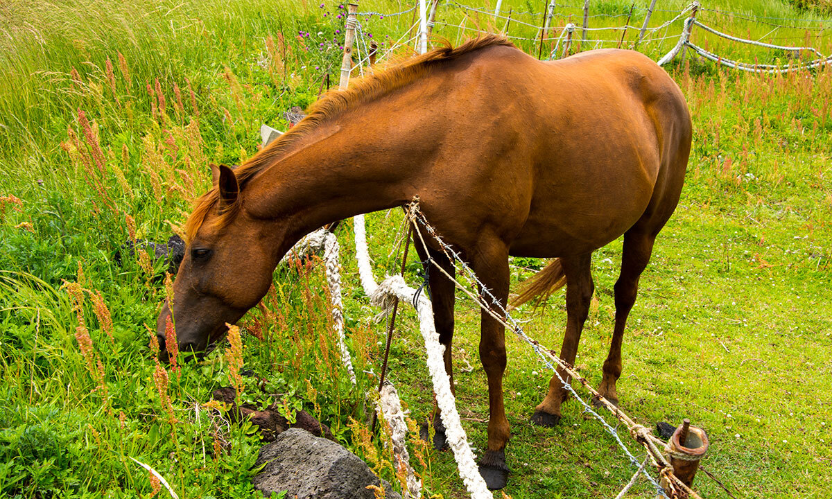 ‘말의 해’ 앞두고 불법 도살된 말