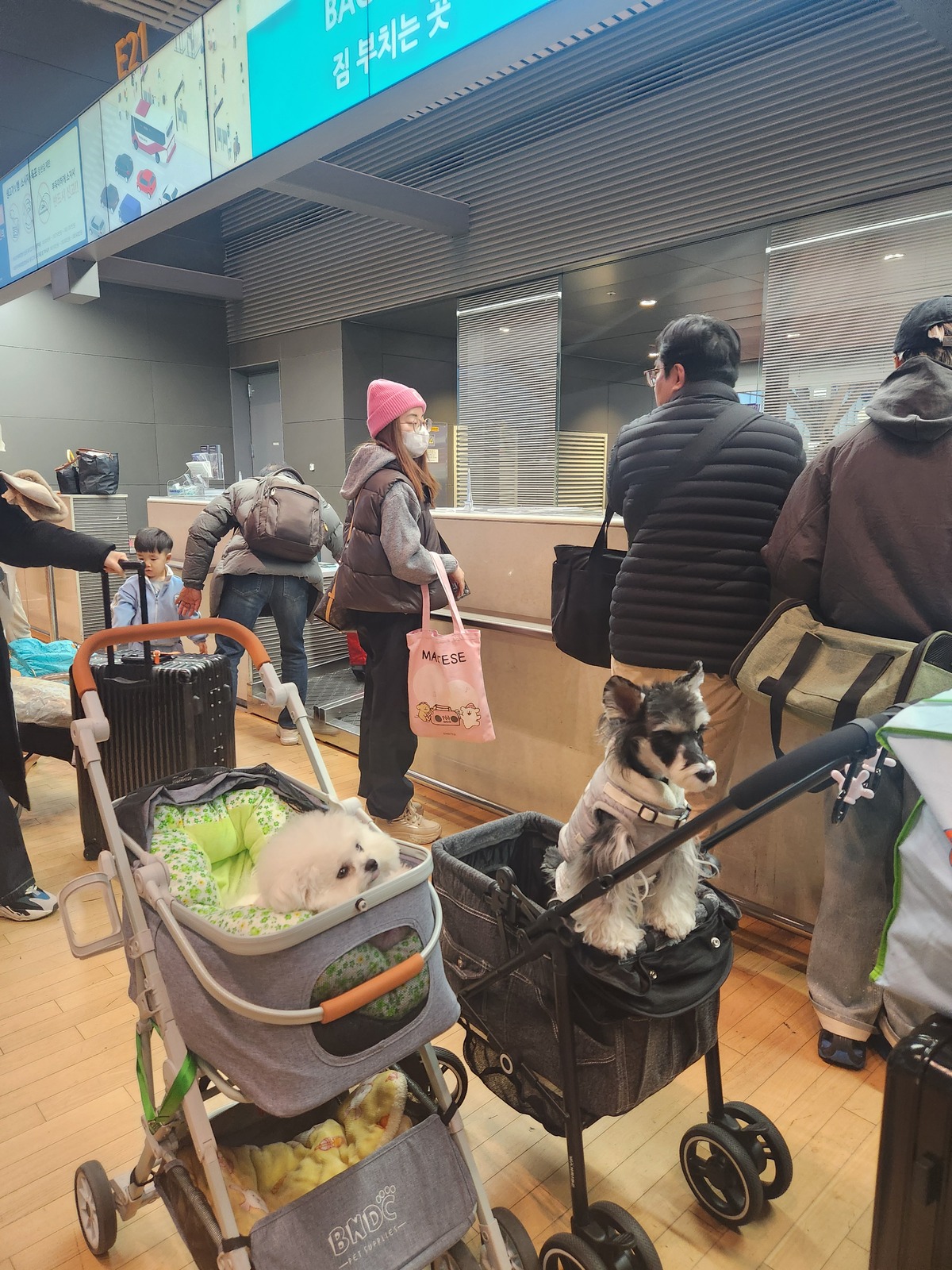 “댕댕이랑 중국 칭다오 여행 다녀올까”… 19㎏ 중형견도 가능하댕