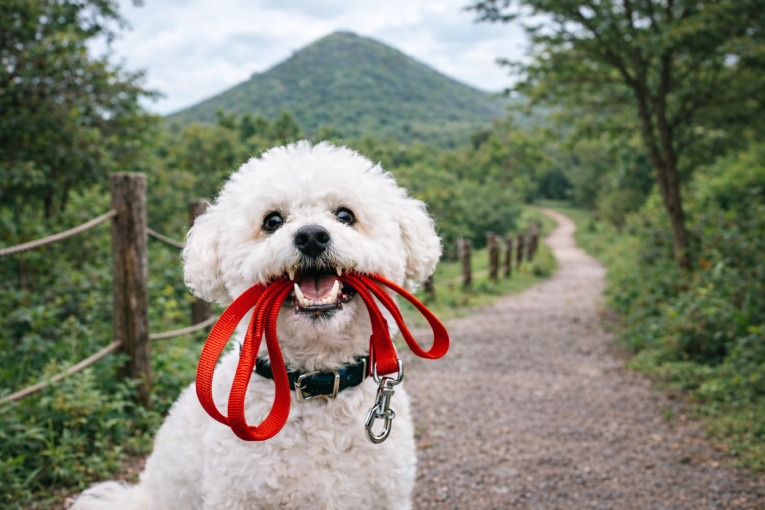 “반려견과 가장 빠른 봄맞이”… 기린빌라리조트, 3월에 ‘댕댕이 힐링 트래킹’