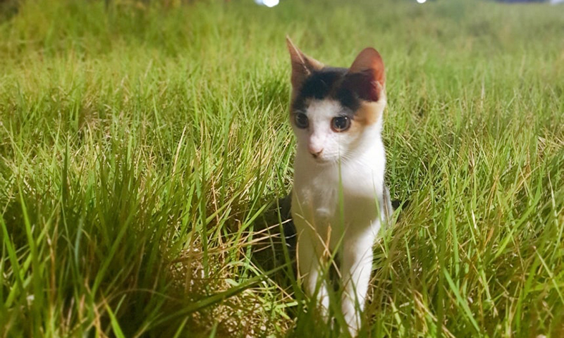 [단독] 길고양이집 철거 중 3마리 폐사