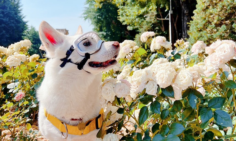'견글라스' 아시나요?