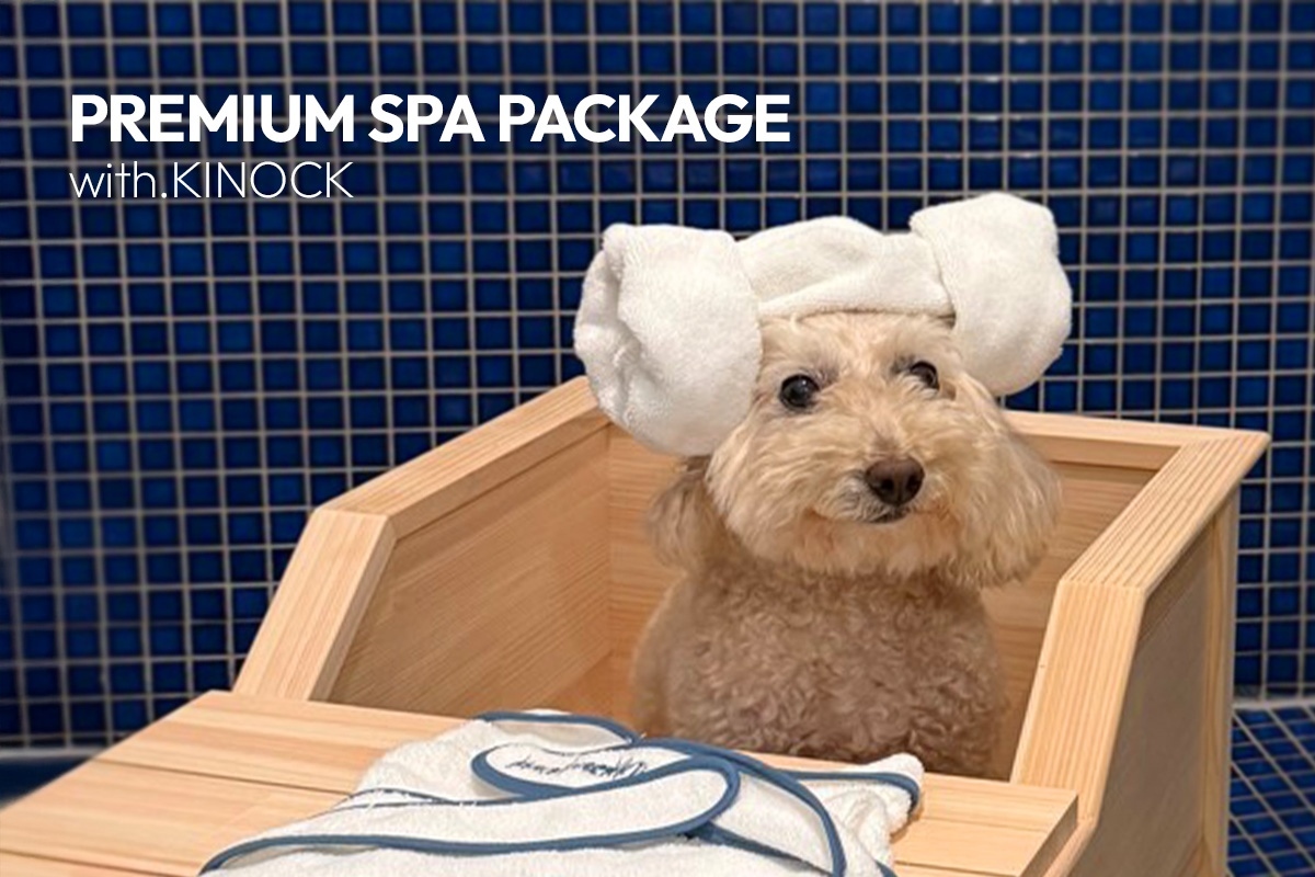 “댕댕이와 호캉스, 뜨끈한 온천도 즐겨요”… 키녹, 스파 패키지 출시