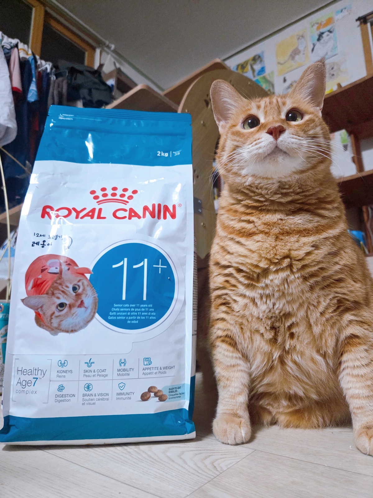 내 반려묘가 ‘로얄캐닌 사료모델' 되다니!… 비법 알고 싶냥?